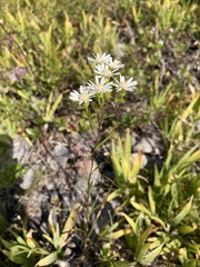 Solidago ptarmicoides