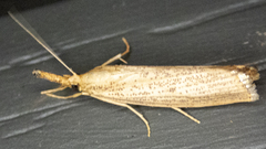 Agriphila vulgivagellus