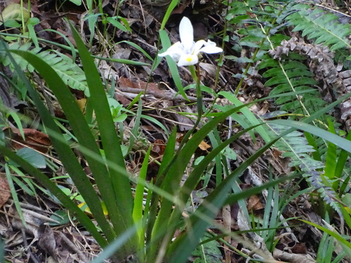 Dietes iridioides