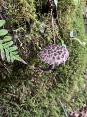 Strobilomyces strobilaceus