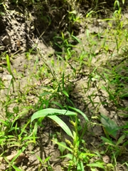 Echinochloa crus-galli