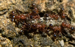 Solenopsis