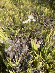 Solidago ptarmicoides