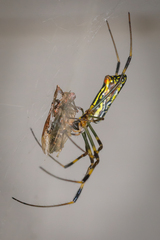 Trichonephila clavata