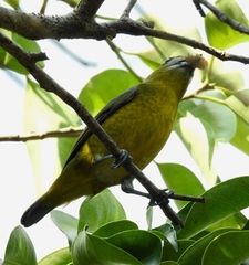 Euphonia chrysopasta