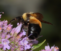 Bombus affinis