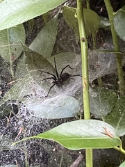 Araneae
