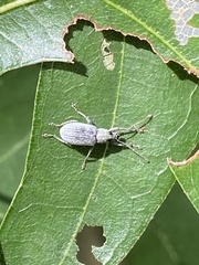 Cyrtepistomus castaneus