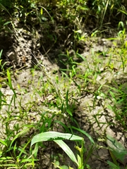 Echinochloa crus-galli
