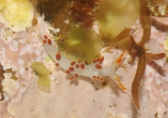 Coryphella trilineata