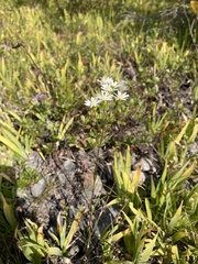 Solidago ptarmicoides