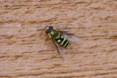 Syrphus opinator