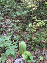 Cypripedium acaule