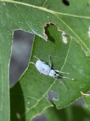 Cyrtepistomus castaneus