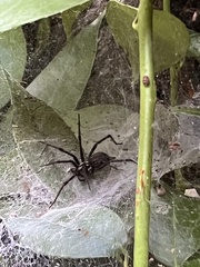 Araneae