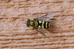 Syrphus opinator