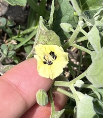 Physalis cinerascens