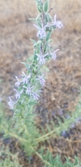 Trichostema lanceolatum
