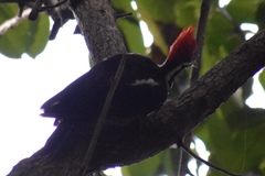 Dryocopus lineatus