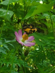 Chlosyne lacinia saundersi