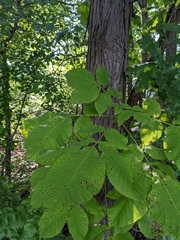 Carya ovata