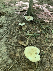 Russulaceae
