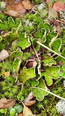 Peltigera aphthosa