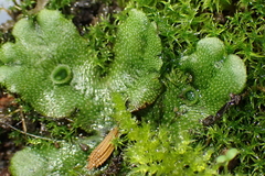 Marchantia polymorpha ruderalis