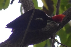 Dryocopus lineatus