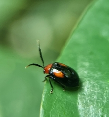 Arcastes biplagiata