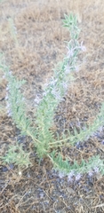 Trichostema lanceolatum