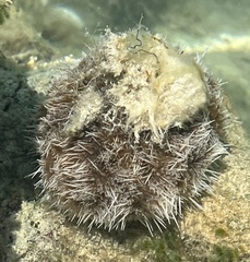 Tripneustes ventricosus