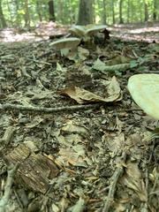 Russulaceae