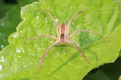 Pisaurina mira