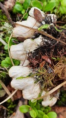 Peltigera aphthosa