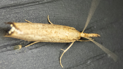 Agriphila vulgivagellus