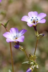 Gilia