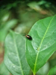Arcastes biplagiata