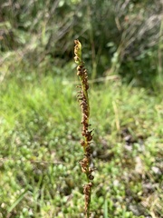 Spiranthes lacera