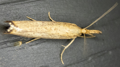 Agriphila vulgivagellus