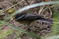 Setophaga occidentalis