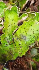 Peltigera aphthosa
