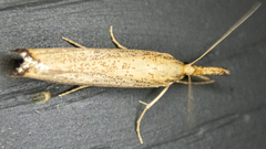 Agriphila vulgivagellus