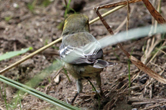 Setophaga occidentalis
