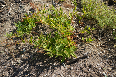 Koenigia phytolaccifolia