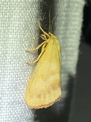 Virbia aurantiaca