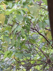 Sparrmannia africana