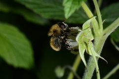 Criorhina