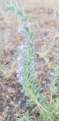 Trichostema lanceolatum