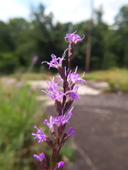 Liatris microcephala